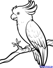 Как нарисовать попугая Какаду поэтапно - Животные - как нарисовать уроки - Каталог файлов - самые новые фильмы и картинки, взлом